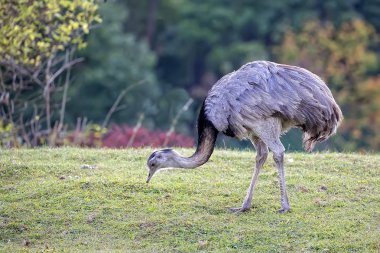 Rhea americana bir açıklıkta 