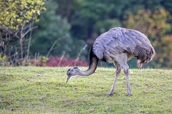 Rhea americana em uma clareira — Fotografia de Stock