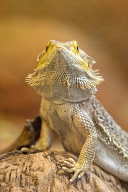 Tuatara vahşi bir portre 