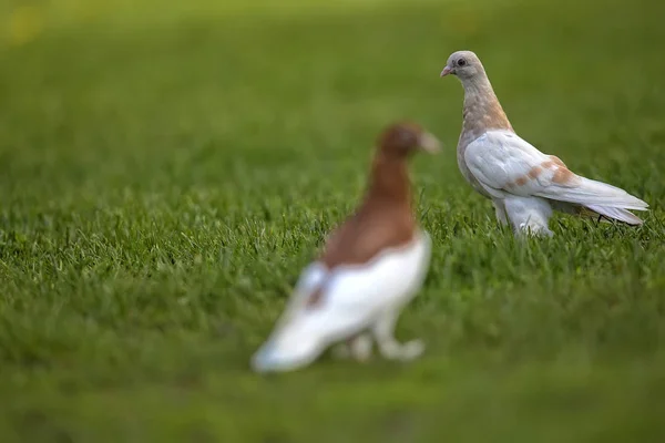 Pigeons in a clearing — Stock Photo, Image