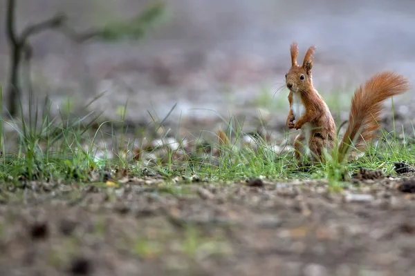 숲 속의 붉은 다람쥐 — 스톡 사진