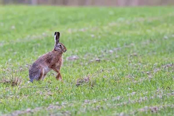 Hare i det vilda — Stockfoto