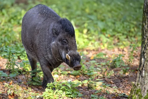 Visayan Warty γουρούνι στο δάσος — Φωτογραφία Αρχείου