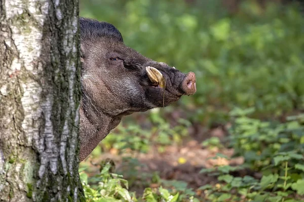 Visayan vårtliknande gris i skogen — Stockfoto