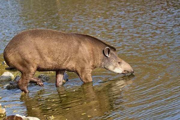 Tapir w rzece — Zdjęcie stockowe