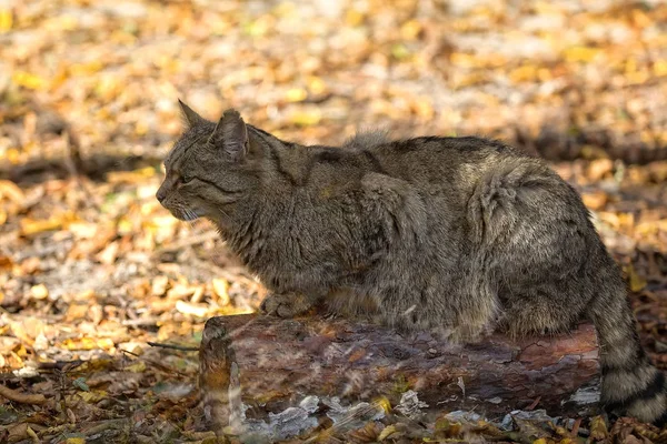 Європейської кішки в лісі — стокове фото