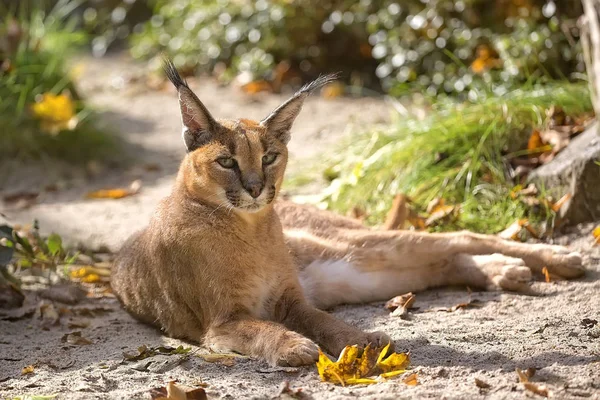 Caracal vilar i en glänta — Stockfoto