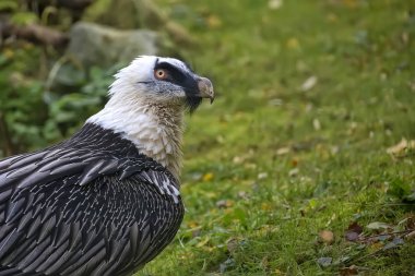 Sakallı akbaba - Gypaetus barbatus, bir portre 