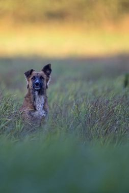 Köpek bir açıklıkta 