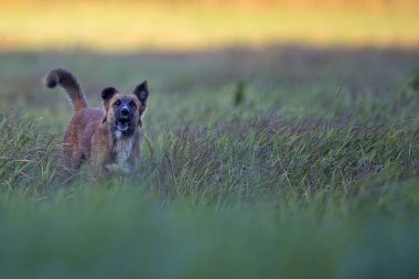 Köpek bir açıklıkta 
