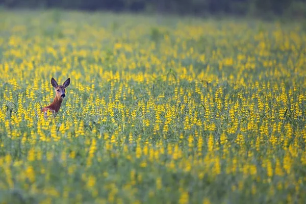 Roe deer hidden in the flowers — Stock Photo, Image