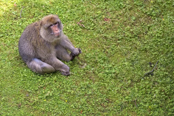 Mono en un claro — Foto de Stock
