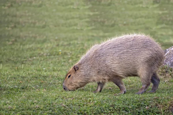 Capybara σε ένα ξέφωτο — Φωτογραφία Αρχείου