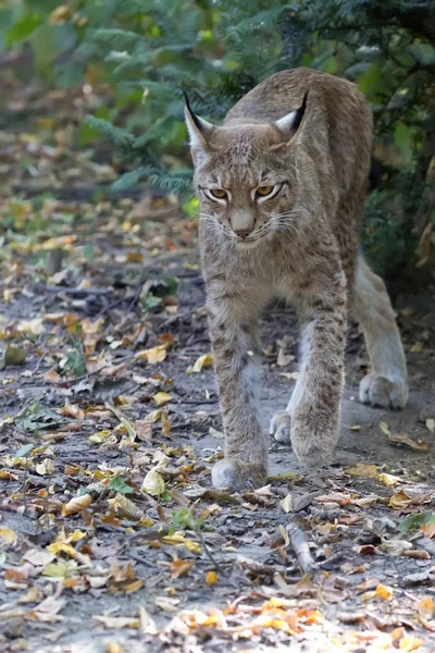Lynx in the run