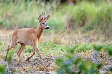 Buck geyik bir açıklıkta 