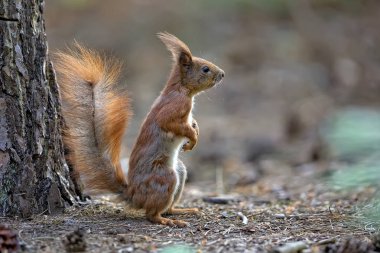 Ormandaki kırmızı sincap 