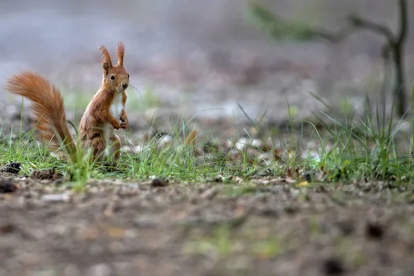 야생의 숲에서 다람쥐 — 스톡 사진