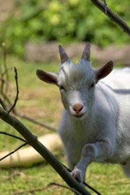 Beyaz Keçi, bir portre 