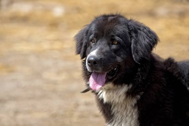 Kötü huy, bir portre 