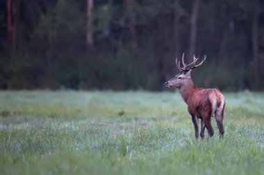 Kızıl geyik vahşi bir açıklıkta 