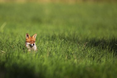 Vahşi bir açıklıkta tilki 