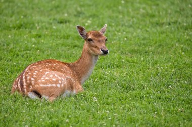 Alageyik bir takas dinlenme 