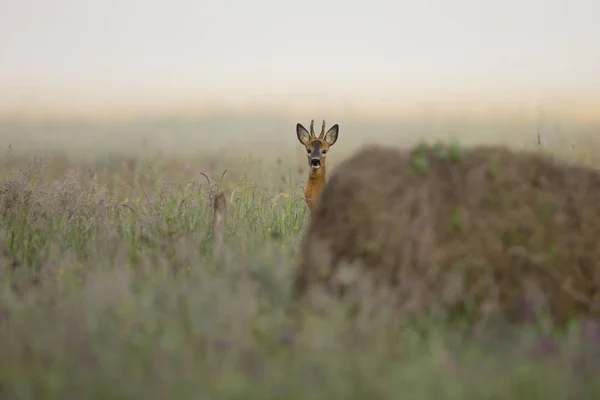 Jeleń Buck Ukryte Trawie — Zdjęcie stockowe