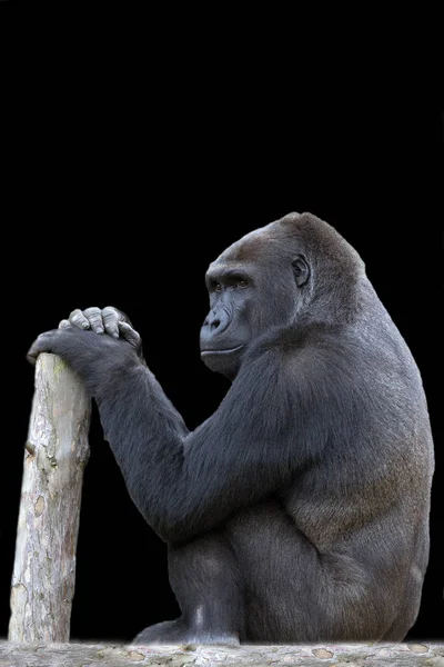 Goril Siyah Bir Zemin Üzerine — Stok fotoğraf