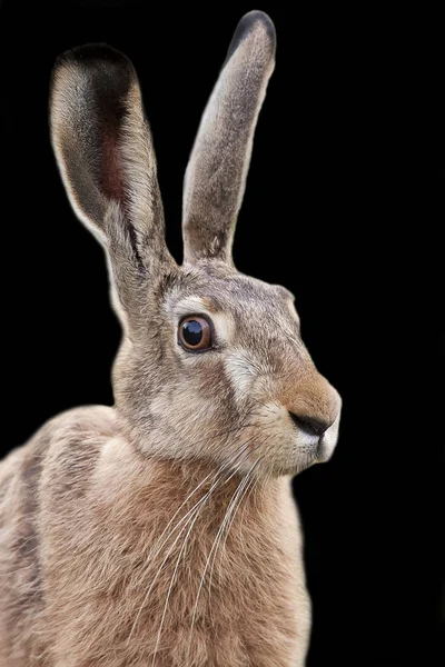 Lièvre Sur Fond Noir Portrait — Photo