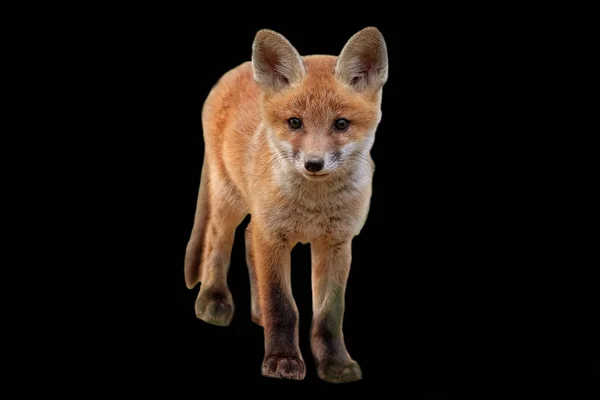 Fuchs Auf Schwarzem Hintergrund — Stockfoto