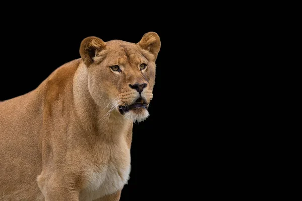 Leeuwin Een Zwarte Achtergrond Een Portret — Stockfoto