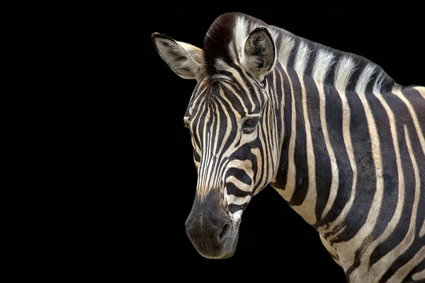 Zebra Sfondo Nero Ritratto — Foto Stock