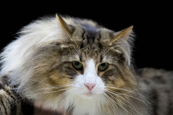 Katt Svart Bakgrund Ett Porträtt — Stockfoto