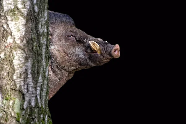 Visayan Wrattenzwijn Een Zwarte Achtergrond — Stockfoto