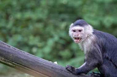 Maymun vahşi bir portre 