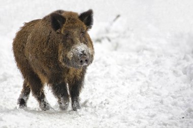 Kışın yaban domuzu 