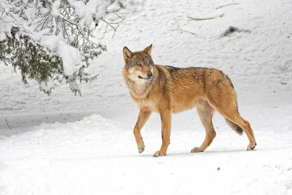 Wolf Winter Freier Wildbahn — Stockfoto