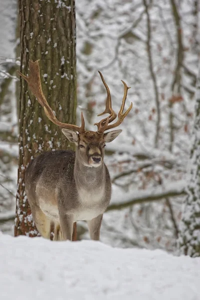 Fallow deer in winter