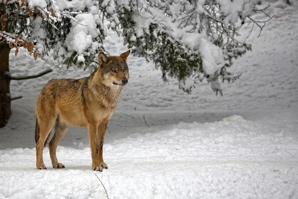 Lobo Bosque Invierno — Foto de Stock