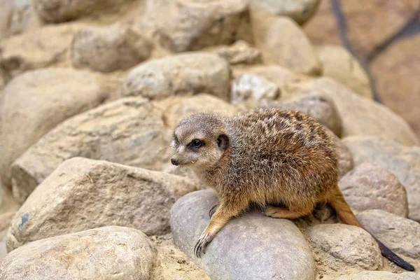 Meerkat는 야생에서 — 스톡 사진
