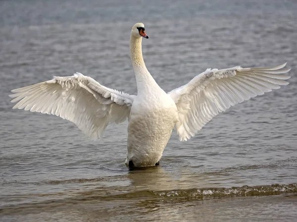 White Swan Wild — Stock Photo, Image