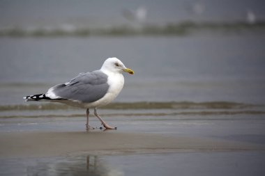 Vahşi doğada martı 