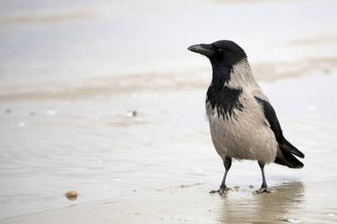 Kukuletalı karga vahşi doğada 