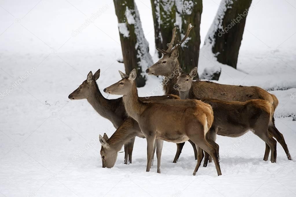 Red deer with family in the wild 
