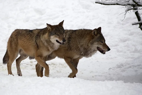 Lobos Invierno Naturaleza — Foto de Stock