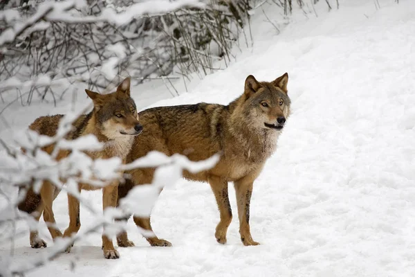 Lobos Bosque Invierno — Foto de Stock