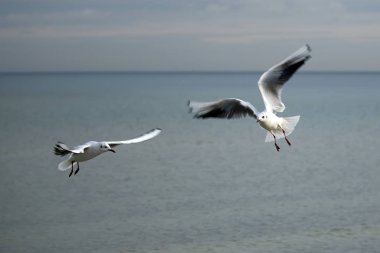 Martılar uçuş 