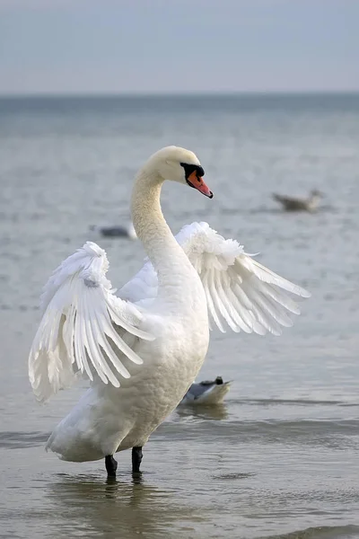 Cisne Branco Natureza — Fotografia de Stock