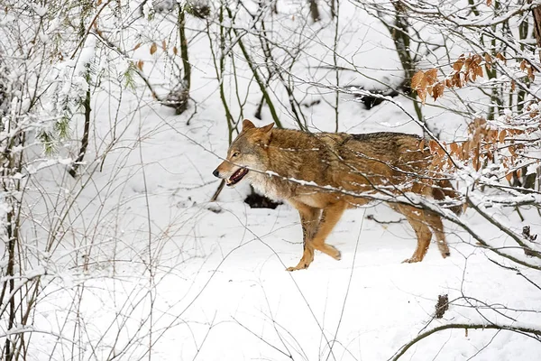 Lobo Bosque Invierno — Foto de Stock