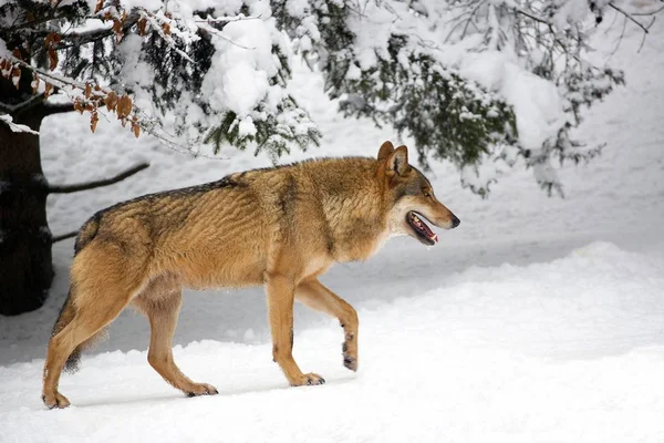 Lobo Bosque Invierno — Foto de Stock